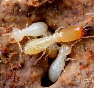 白蟻防治-溫州銘飛衛生消殺有限公司 竭誠為您提供專業的白蟻防治方案.